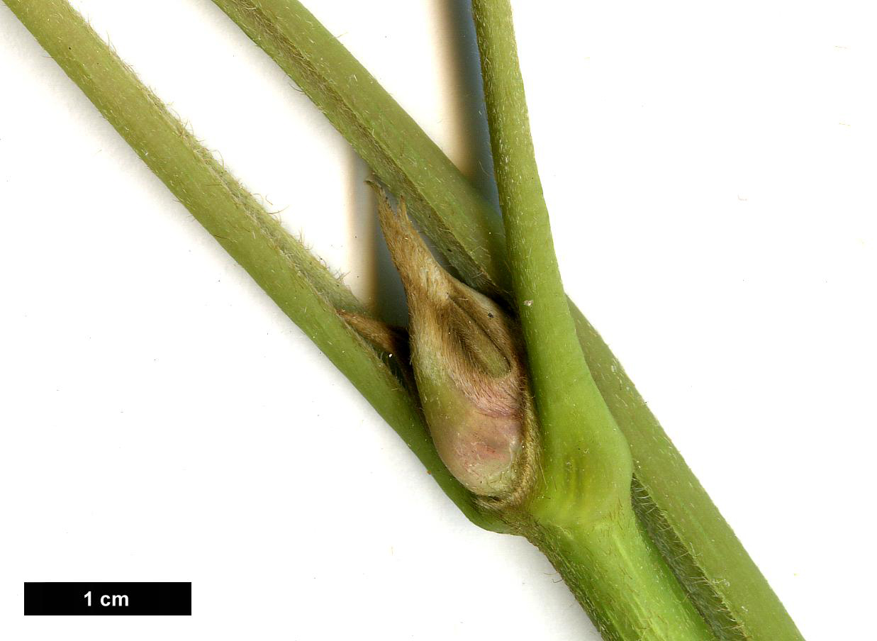 High resolution image: Family: Hydrangeaceae - Genus: Hydrangea - Taxon: longipes - SpeciesSub: var. lanceolata